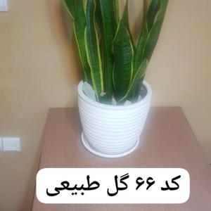 اجاره گل طبیعی سانسوریا را از ما بخواهید | کلاب رنتر